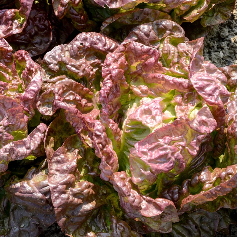 Laitue pommée Merveille des quatre saisons