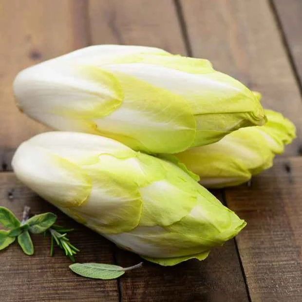 Chicorée Witloof Normale