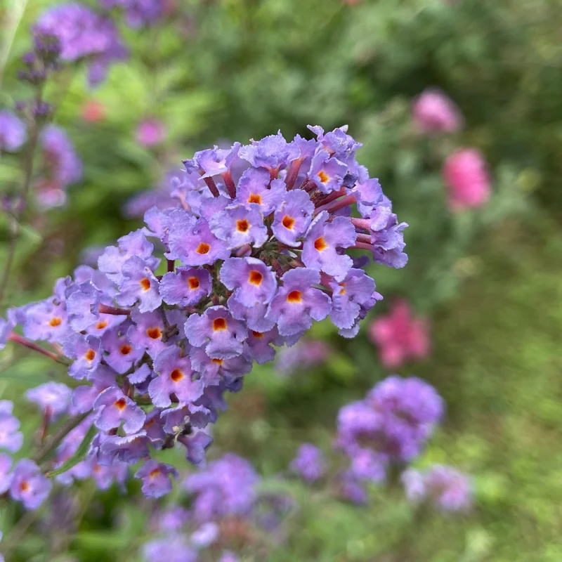 Arbre à papillons Dreaming Lavender