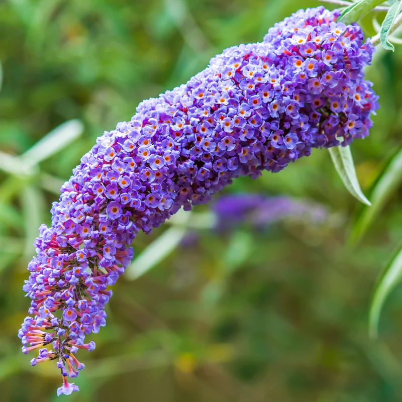 Arbre à papillons Dreaming Lavender
