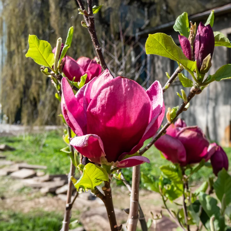 Magnolia Genie