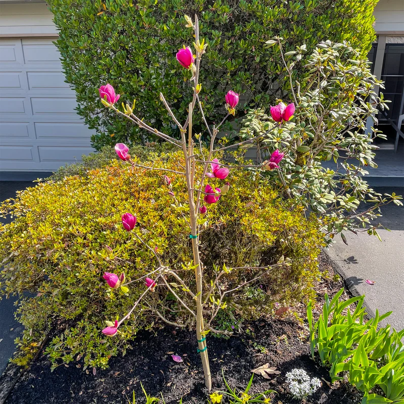 Magnolia Genie