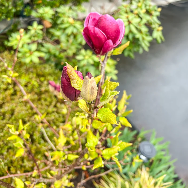 Magnolia Genie