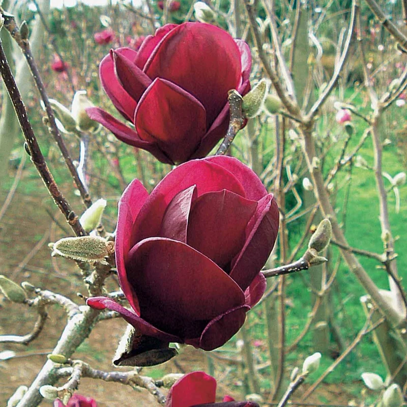 Magnolia Genie