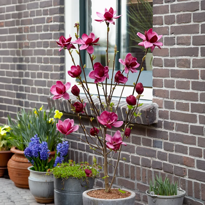 Magnolia Genie