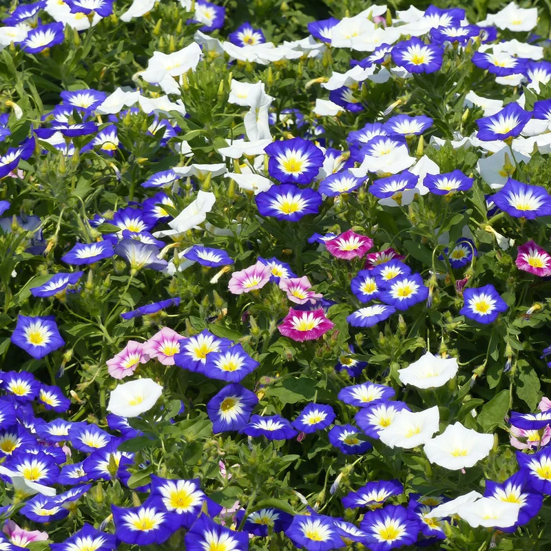 Belle de jour variées