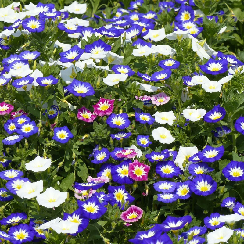 Belle de jour variées