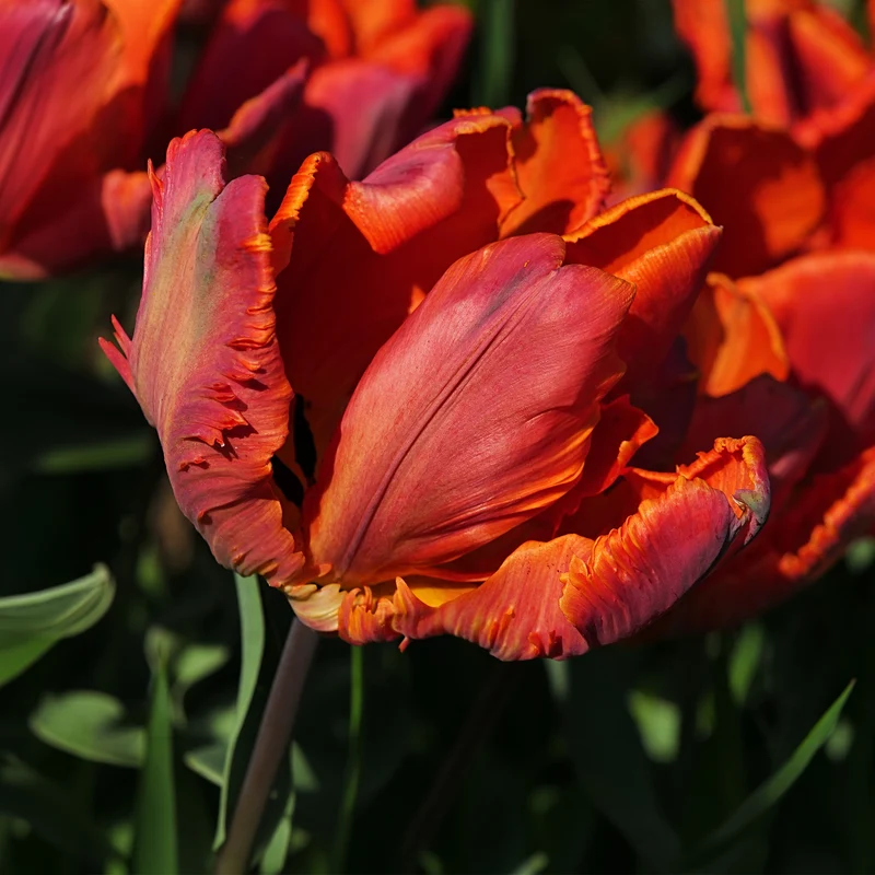 6 Tulipes perroquet Blumex