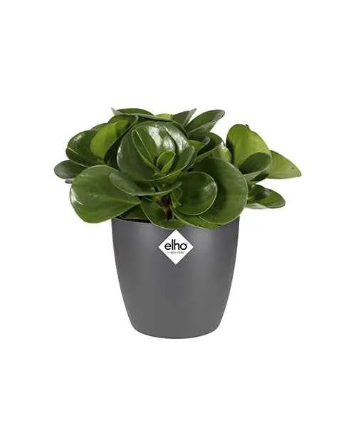 Cache-pot Brussels Round anthracite ELHO