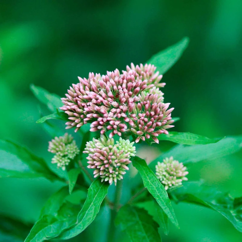 Eupatoire chanvrine