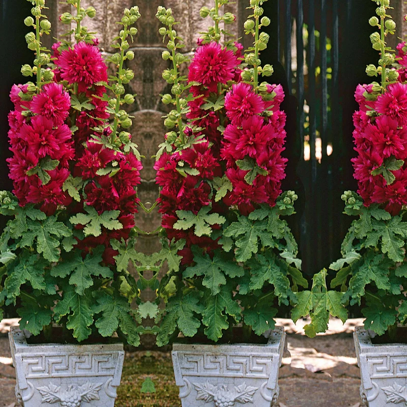 Rose trémière naine rouge