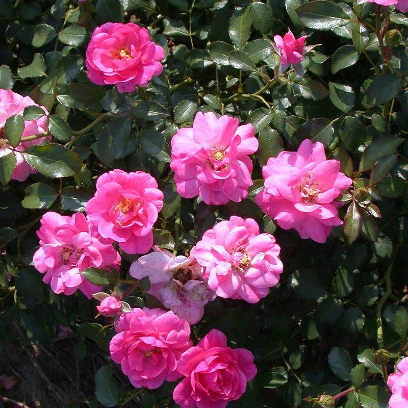 Rosiers couvre-sol Mirato ®