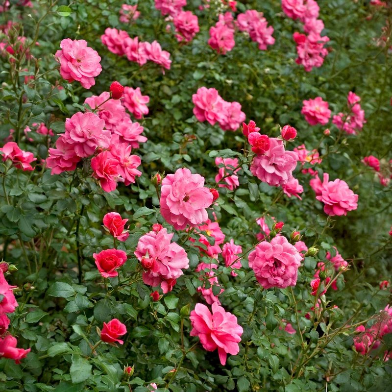 Rosiers couvre-sol Mirato ®