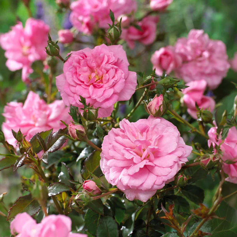 Rosiers couvre-sol Mirato ®