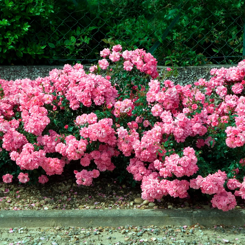 Rosiers couvre-sol Mirato ®