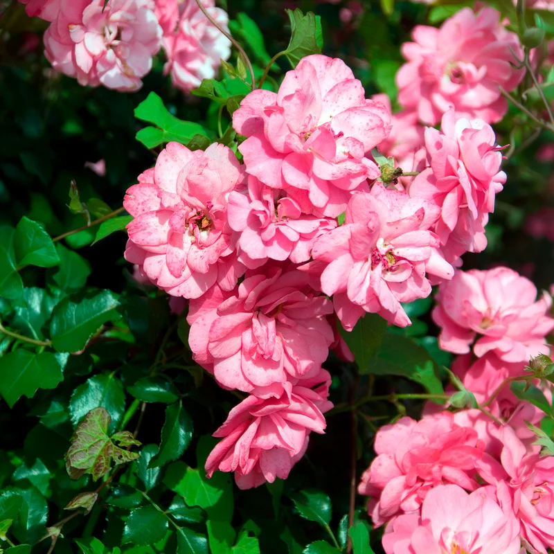 Rosiers couvre-sol Mirato ®