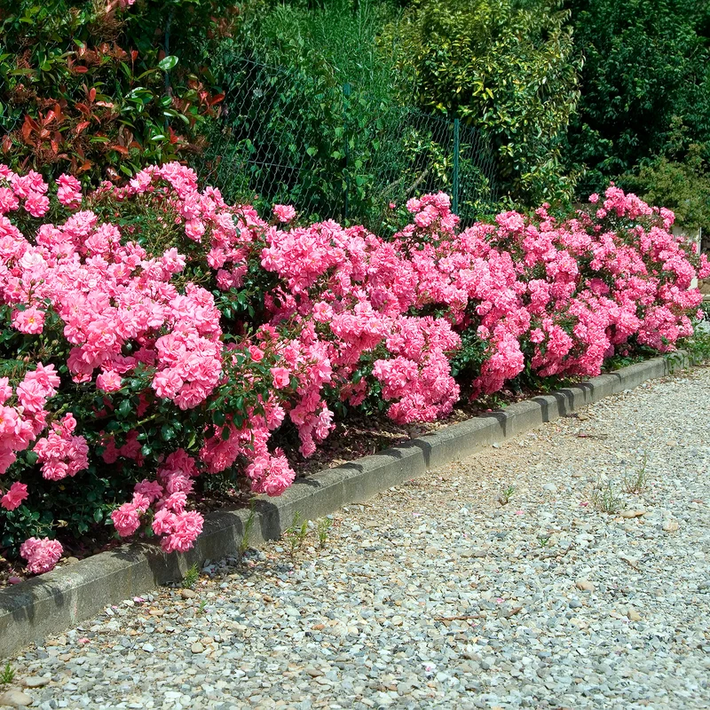 Rosiers couvre-sol Mirato ®