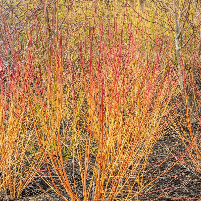 Cornouiller fluo Winter Flame