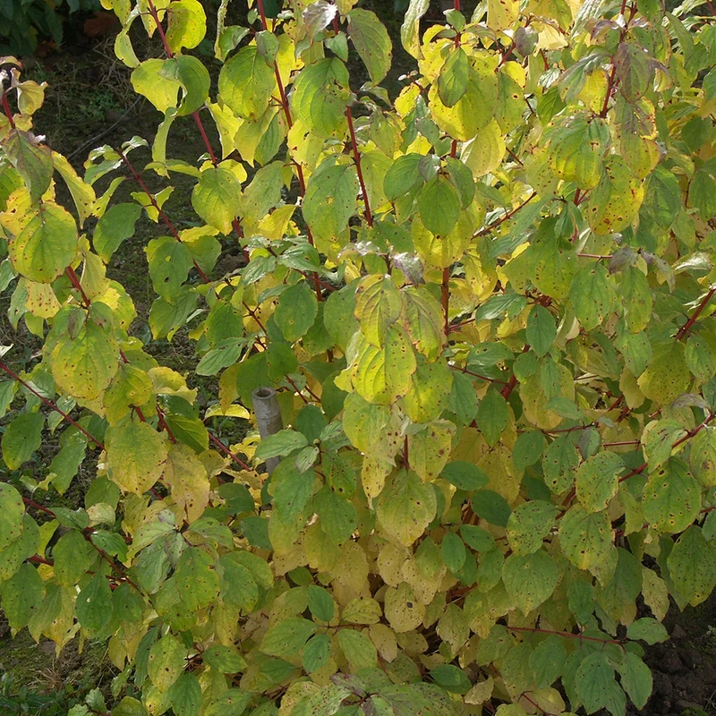Cornouiller fluo Winter Flame