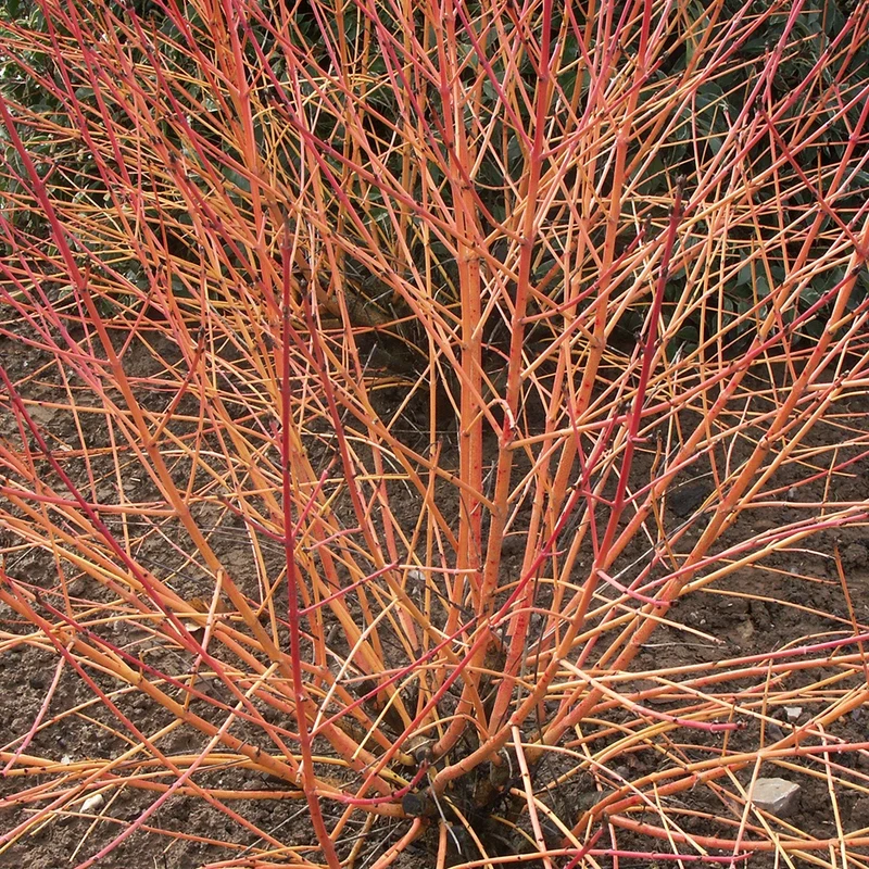 Cornouiller fluo Winter Flame