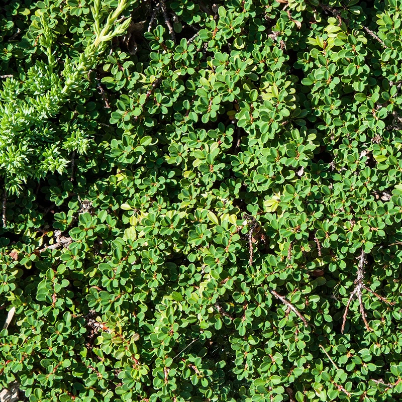 Cotoneaster de Dammer
