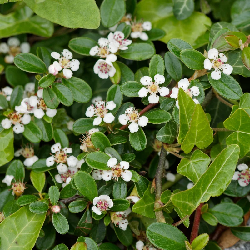 Cotoneaster de Dammer