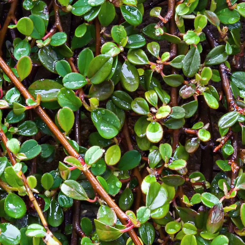 Cotoneaster de Dammer