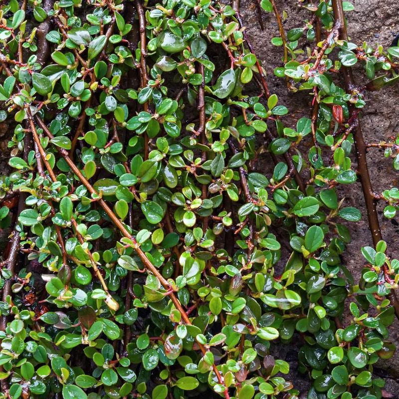 Cotoneaster de Dammer