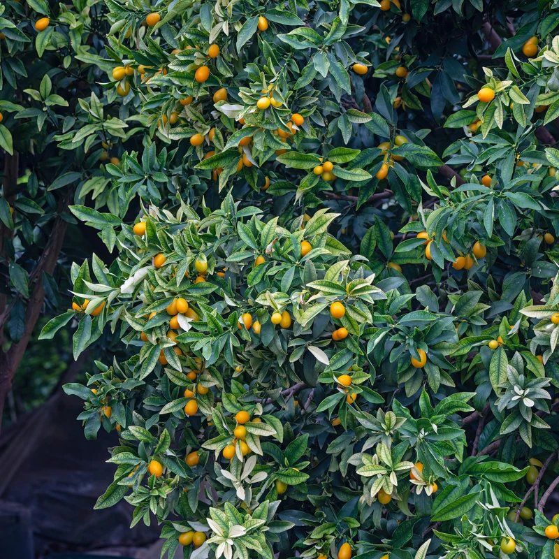 Kumquat