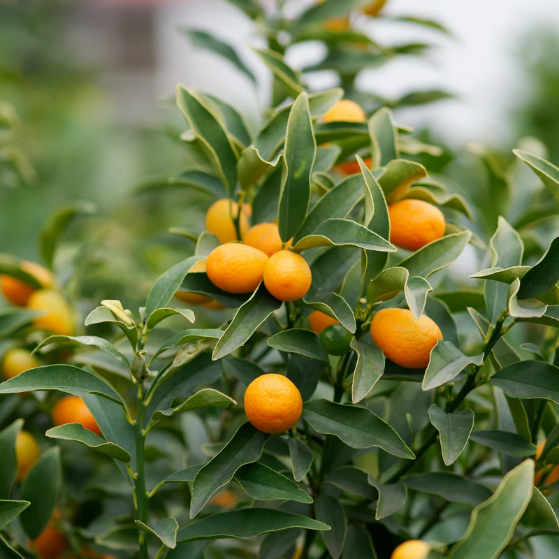 Kumquat