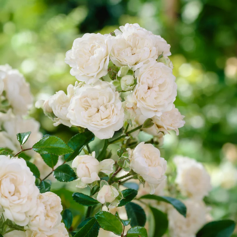 Rosier Crystal Fairy ®