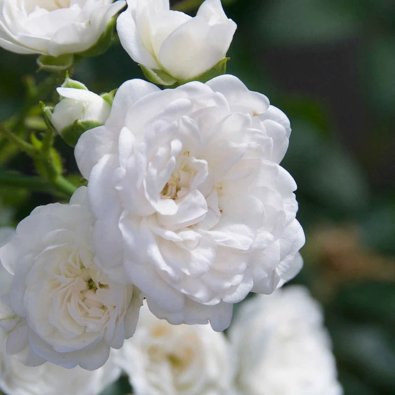 Rosier Crystal Fairy ®