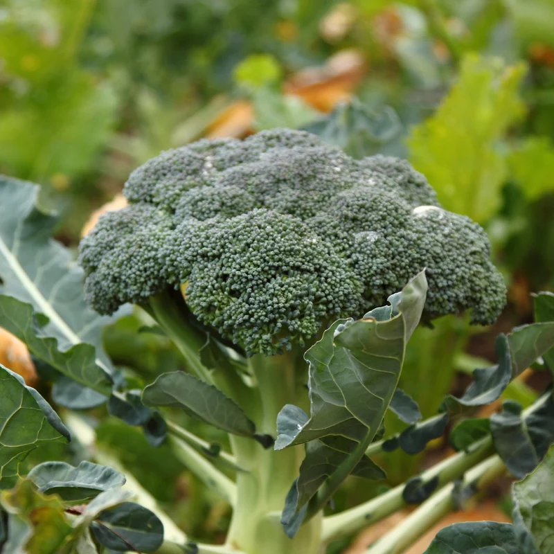 Chou brocoli Calabrese Natalino