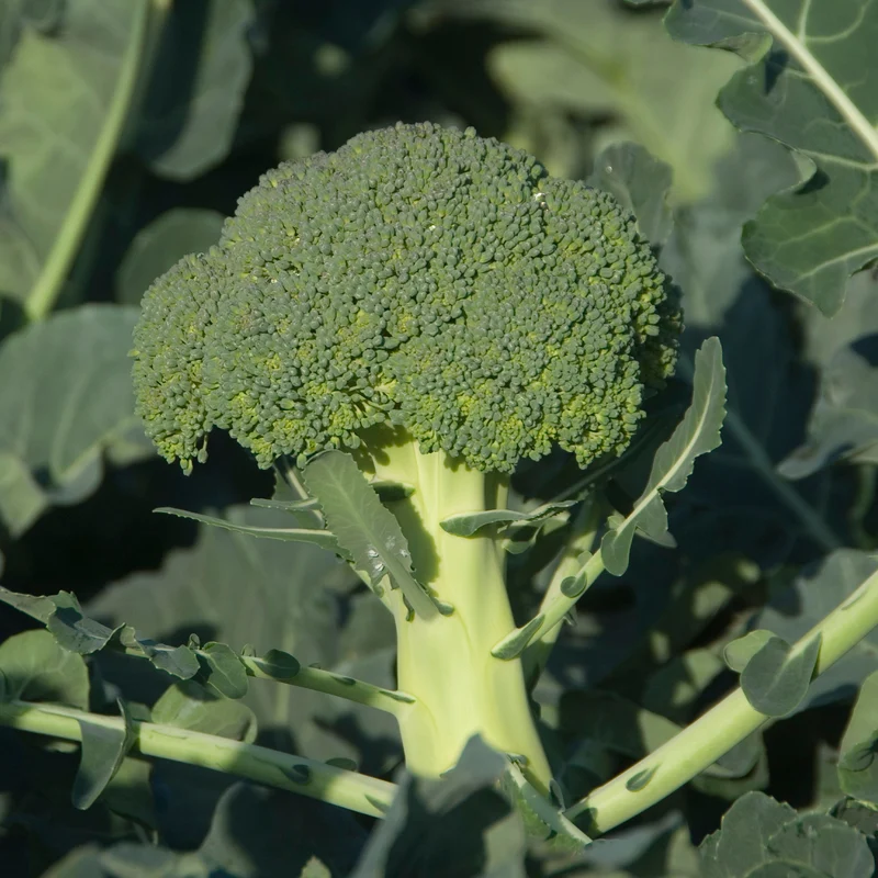Chou brocoli Calabrese Natalino