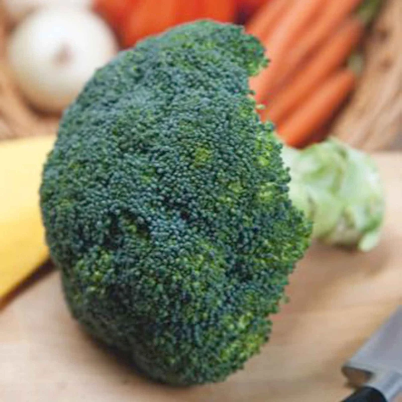 Chou brocoli Calabrese Natalino
