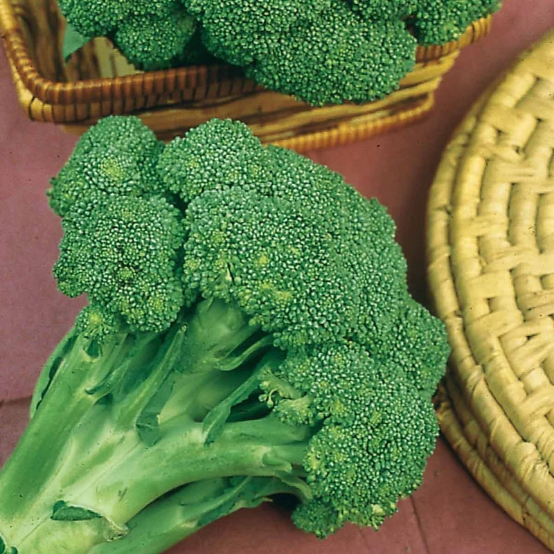 Chou brocoli Calabrese Natalino
