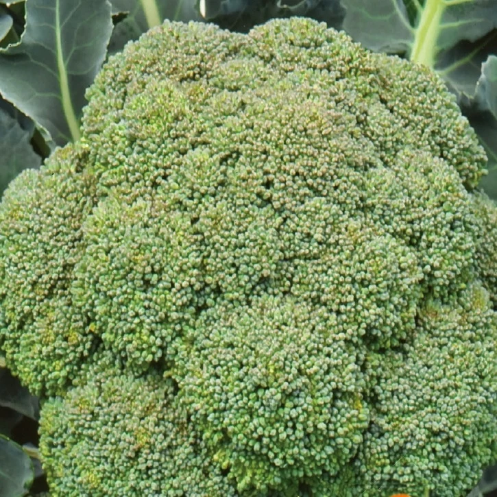Chou brocoli Calabrese Natalino