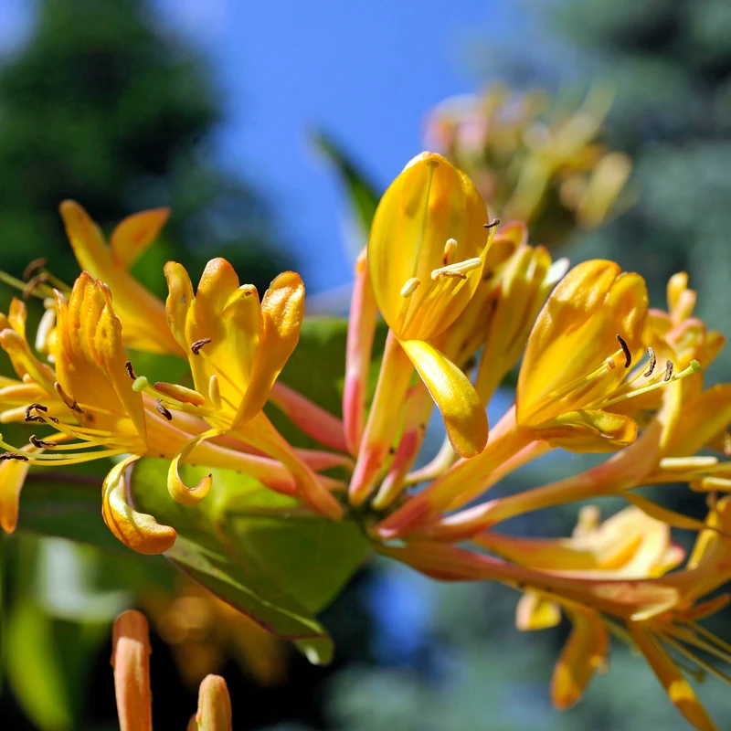 Chèvrefeuille de Henry Copper Beauty