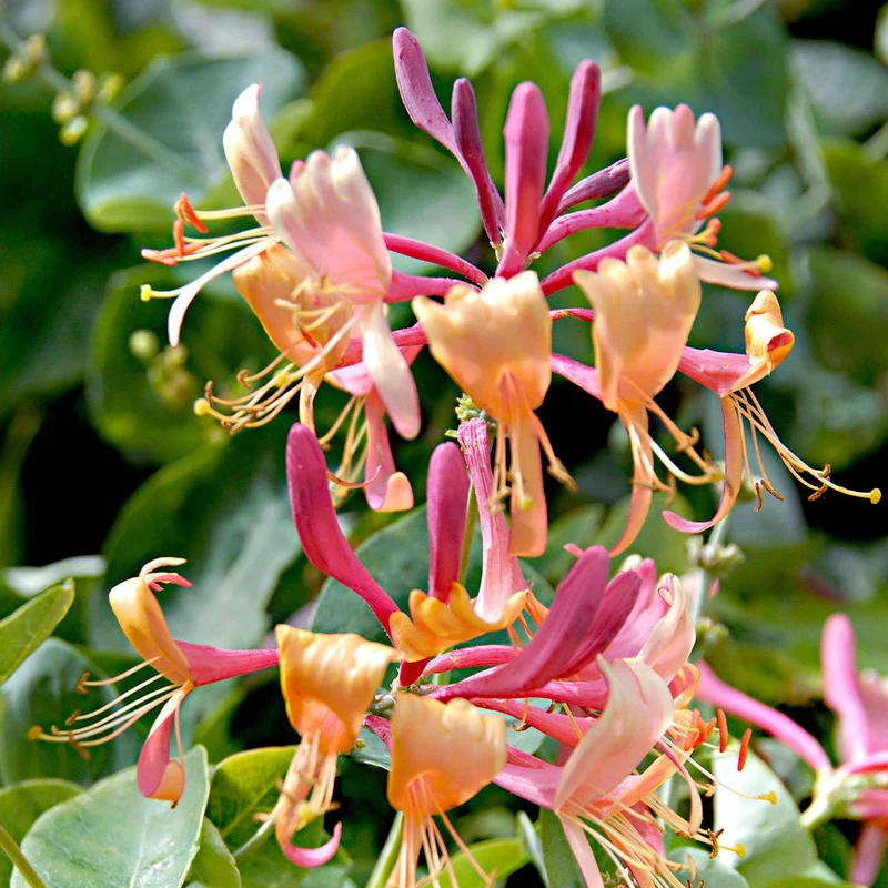 Chèvrefeuille de Henry Copper Beauty