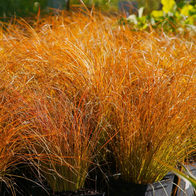 Laîche orange Prairie Fire - Carex