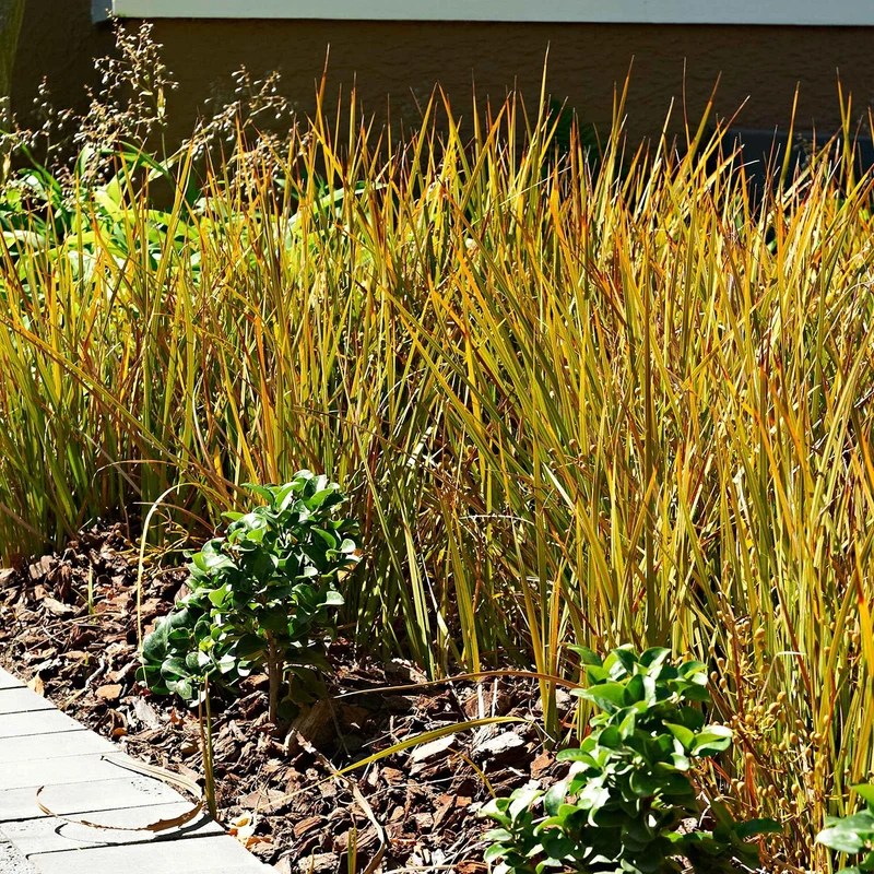 Laîche orange Prairie Fire - Carex