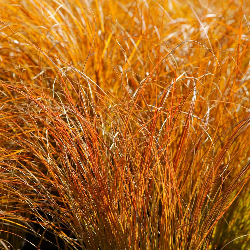 Laîche orange Prairie Fire - Carex