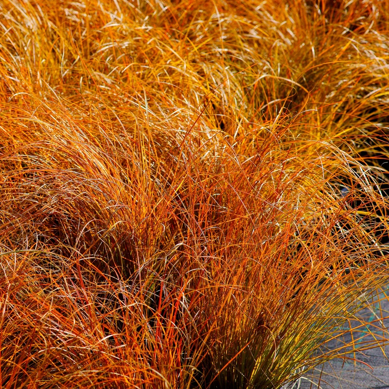 Laîche orange Prairie Fire - Carex