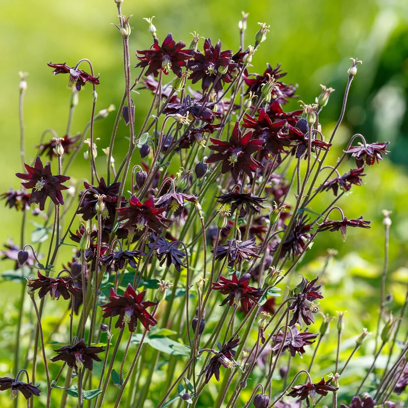 Ancolie des jardins Black Barlow