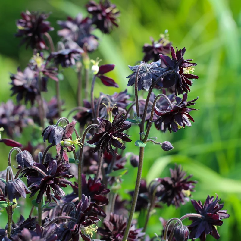 Ancolie des jardins Black Barlow