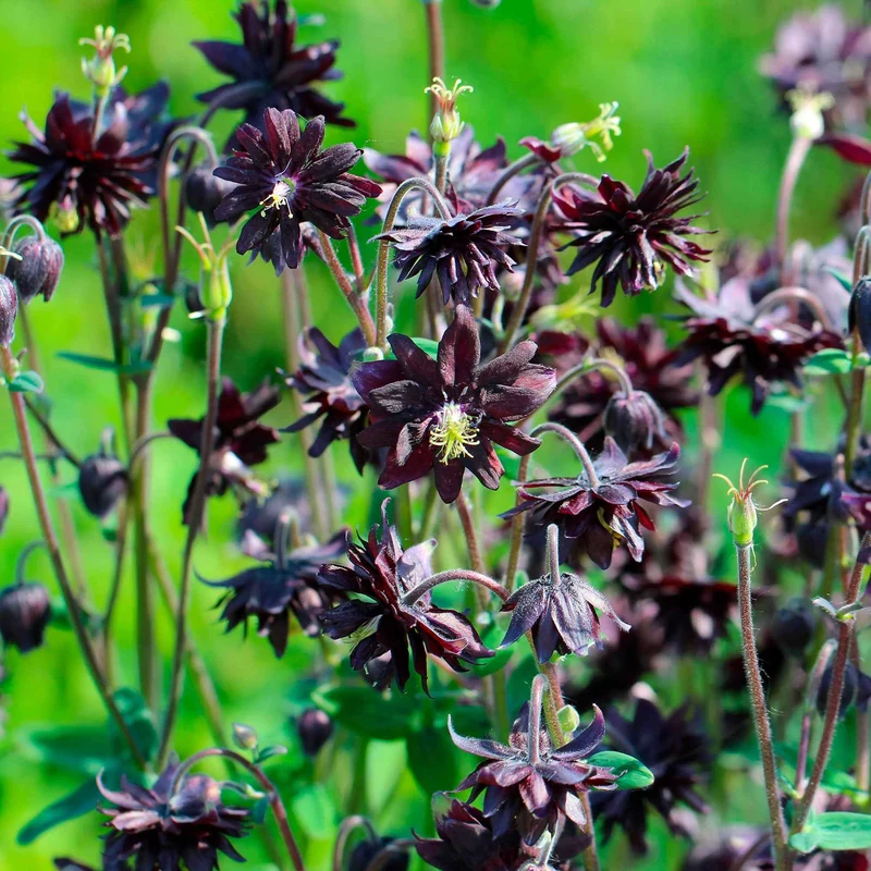 Ancolie des jardins Black Barlow
