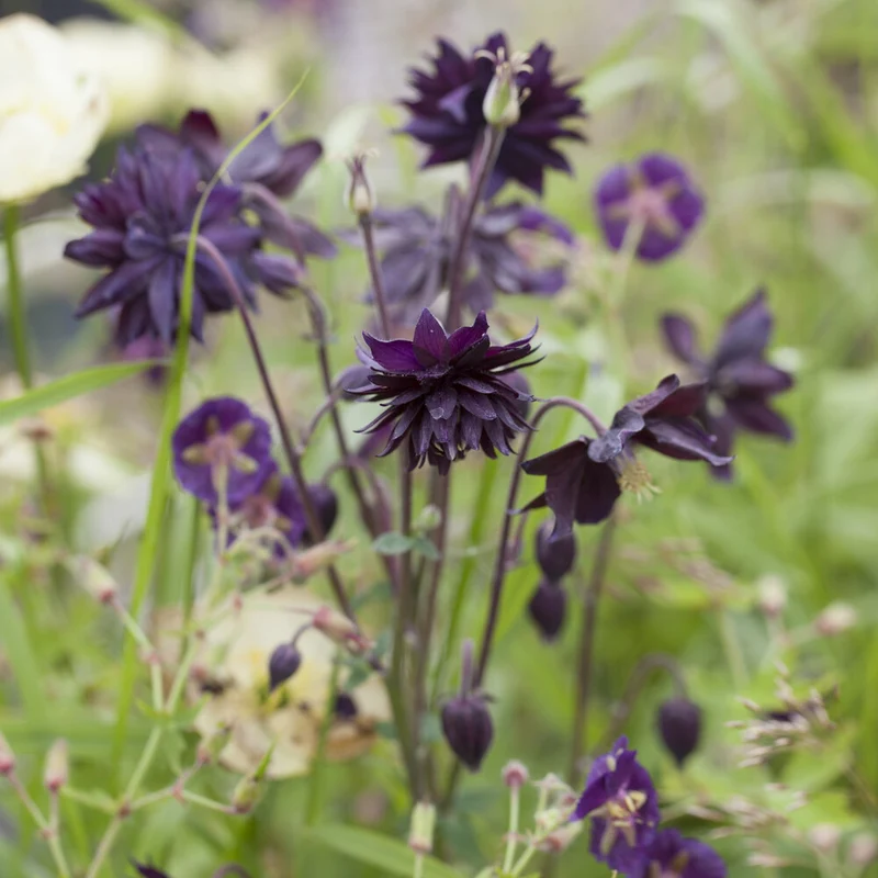 Ancolie des jardins Black Barlow
