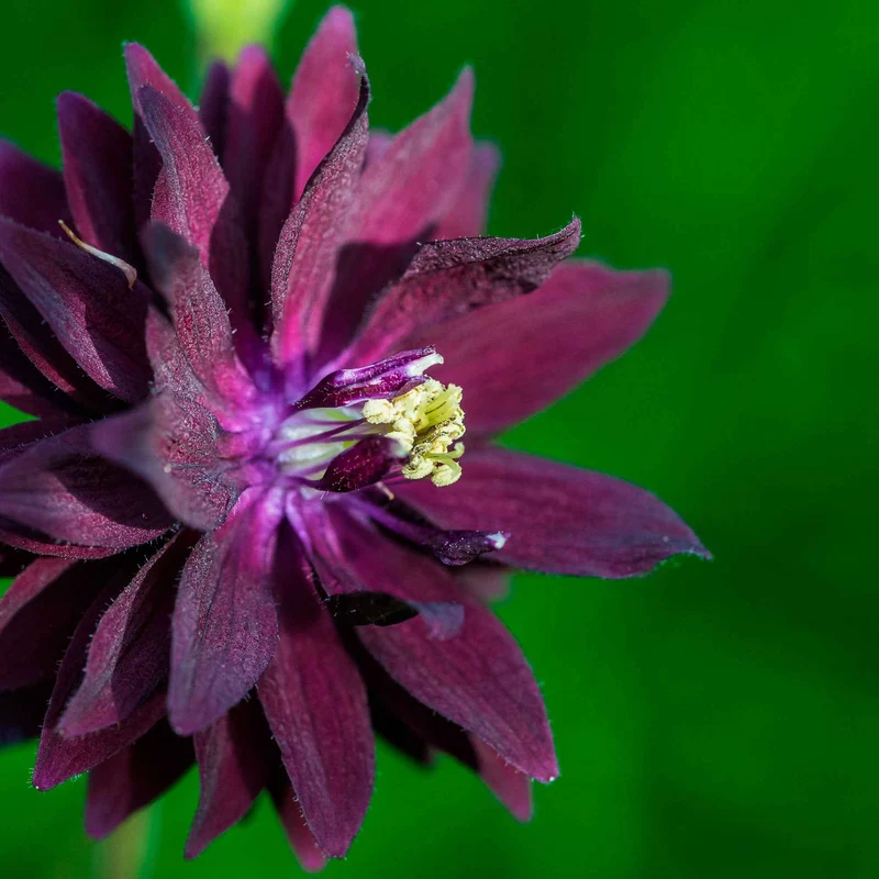 Ancolie des jardins Black Barlow