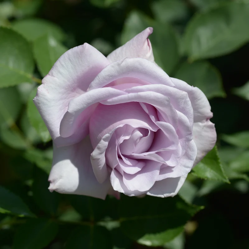 Rosier buisson Lune Bleue
