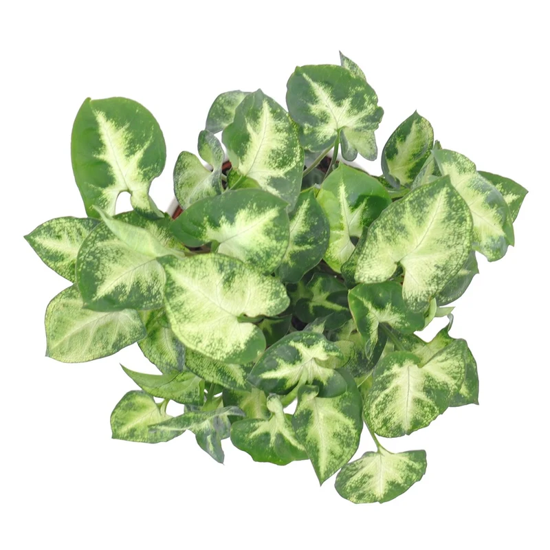 Syngonium Pixie